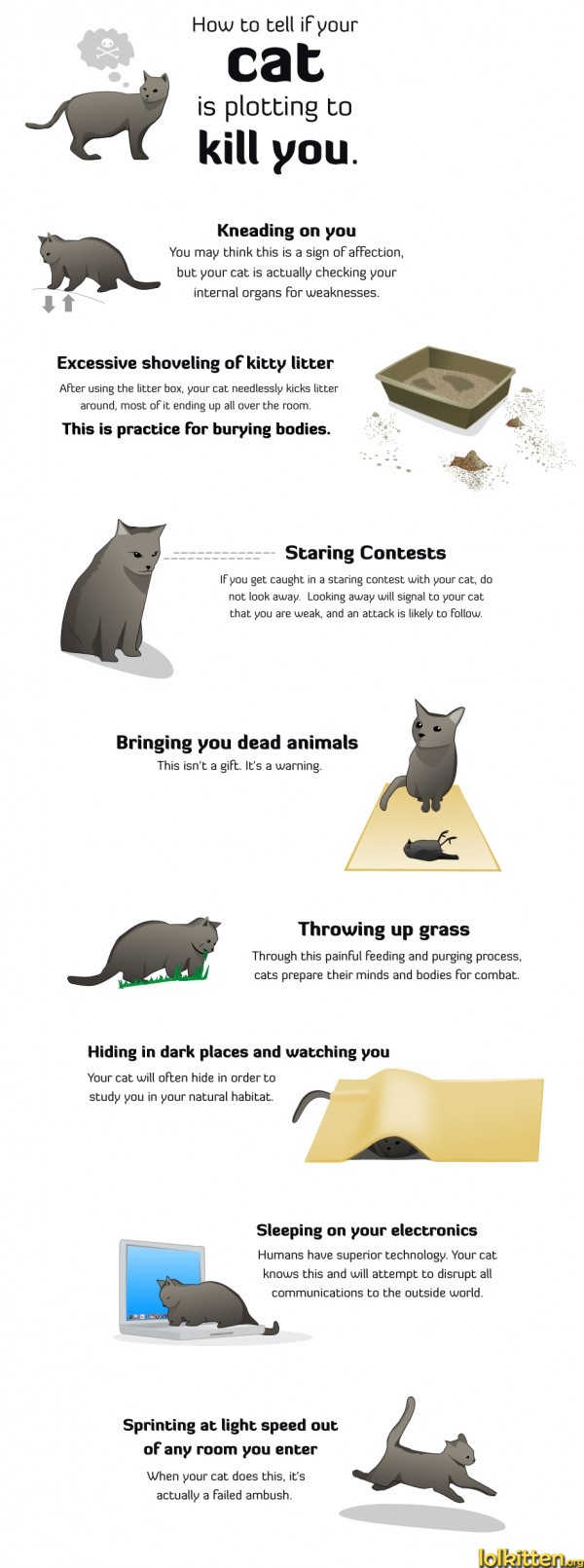 How to tell if your cat is plotting to kill you.
