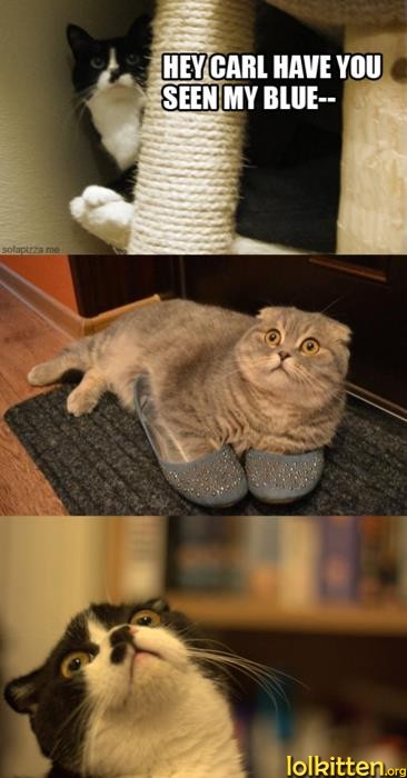 HEY CARL HAVE YOU SEEN MY BLUE--