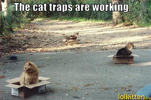 The cat traps are working.