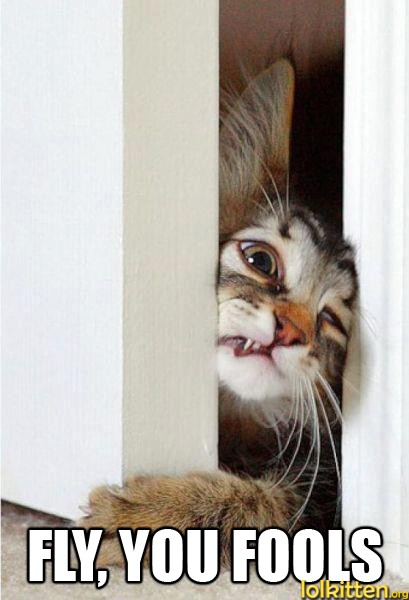 FLY, YOU FOOLS