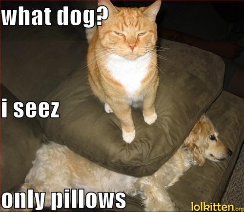 what do? i seez only pillows
