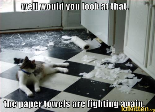 well would you look at that. the paper towels are fighting again.