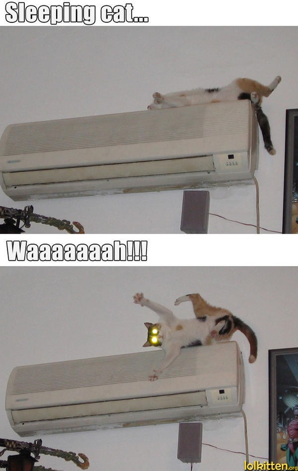 Sleeping cat... Waaaaaah!!!