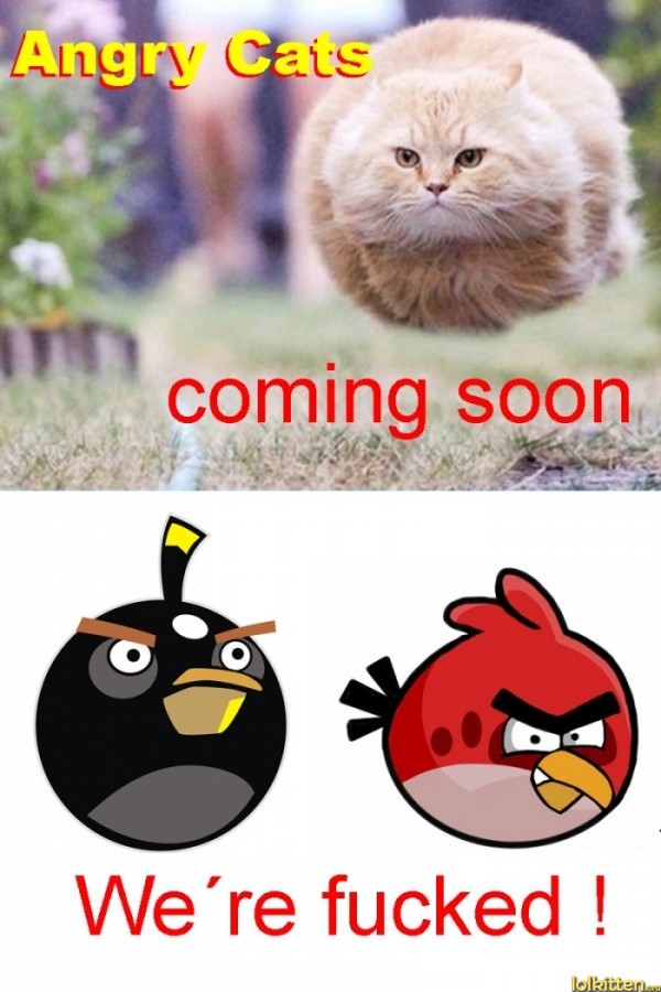 Angry Cats coming soon - We're f**ked