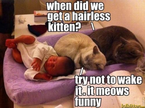 when did we get a hairless kitten? try not to wake it. it meows funny
