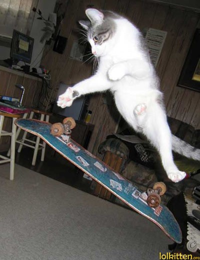 skating cat