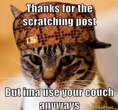 Thanks for the scratching post But ima use your couch anyways