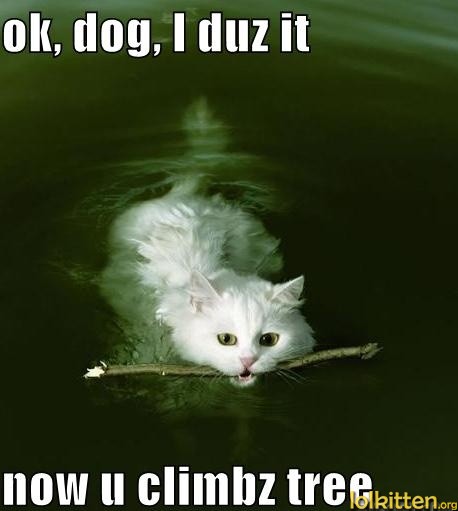 ok, dog, i duz it now u climbz tree