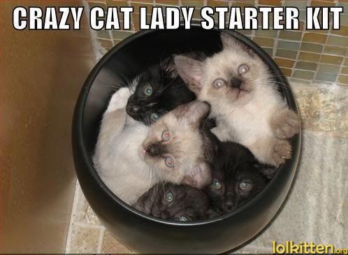 CRAZY CAT LADY STARTER KIT