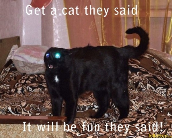 Get a cat they said - It will be fun they said!