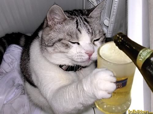 cat drinking beer