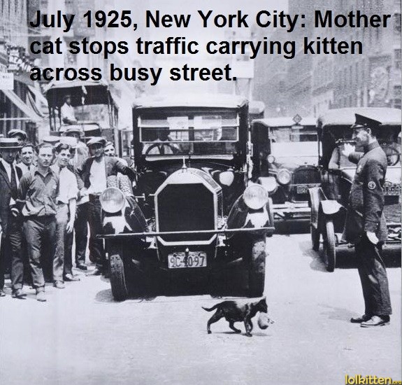 July 1925, New York City: Mother cat stops traffic carrying kitten across busy street.