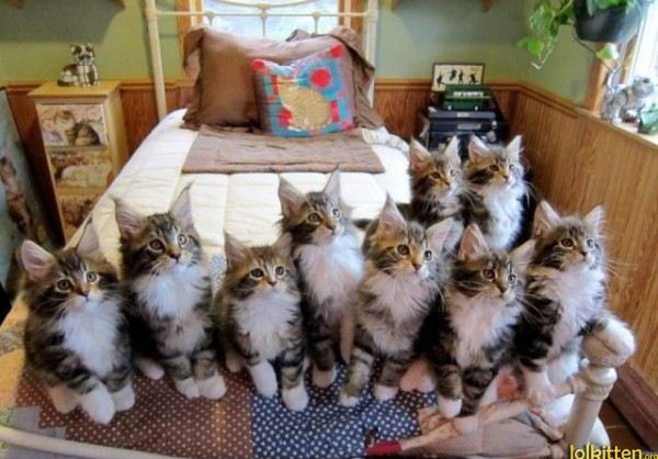 Cats on bed listening