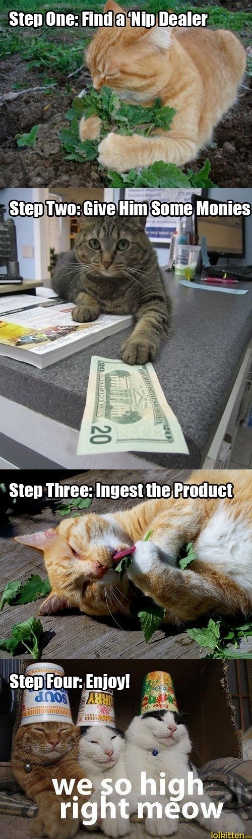 we so high right meow