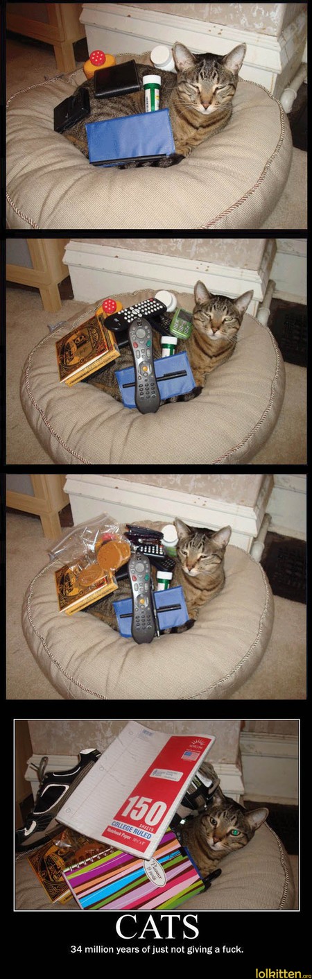 CATS - 34 million years of just not giving a f**k.