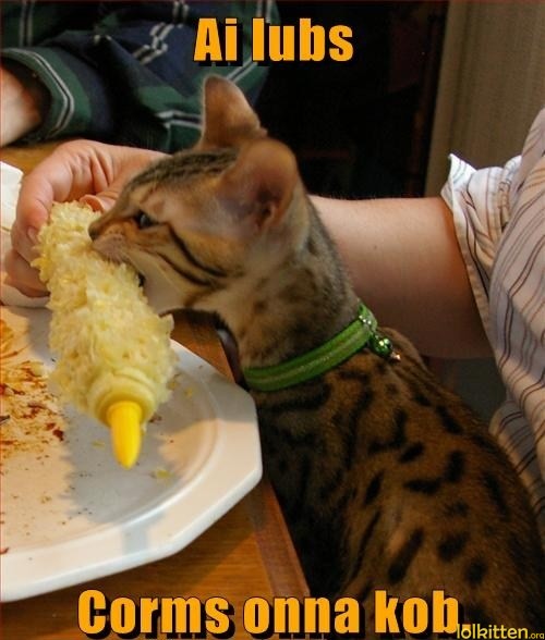 Ai lubs Corms onna kob.