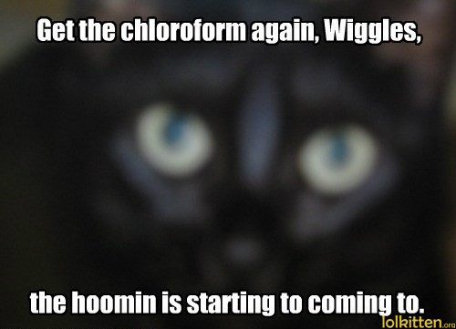 Get the chloroform again, Wiggles, the hoomin is starting to coming to.