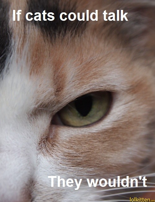 If cats could talk - They wouldn't