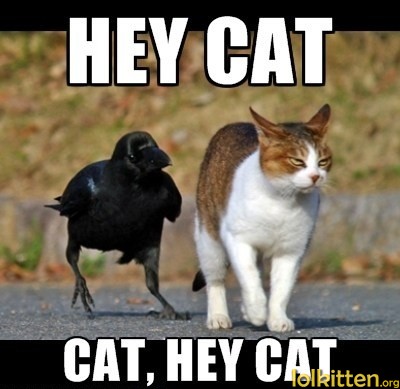 HEY CAT CAT, HEY CAT