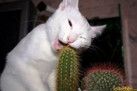 Cat eating cactus