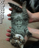 Origami Cat on hands