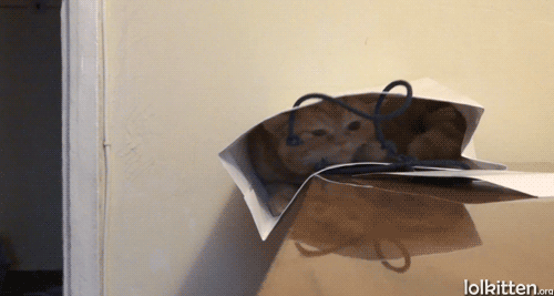 Cat in bag falls from table