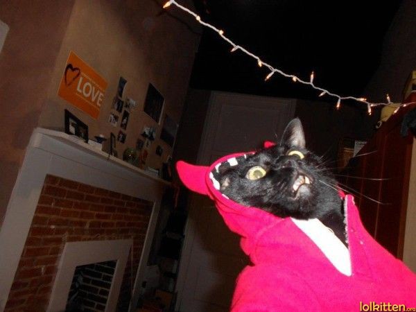 Reaction on 2 Cats 1 Bowl