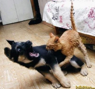 Cat fighting dog