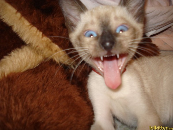 Gene Simmons cat