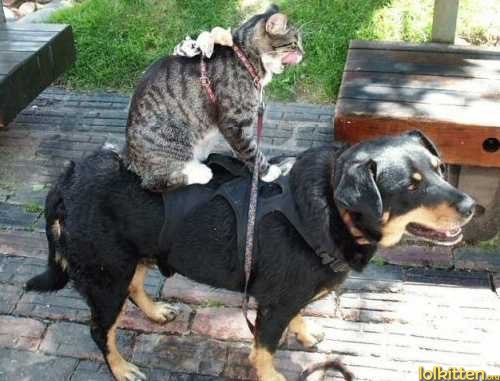 Cat on dog riding