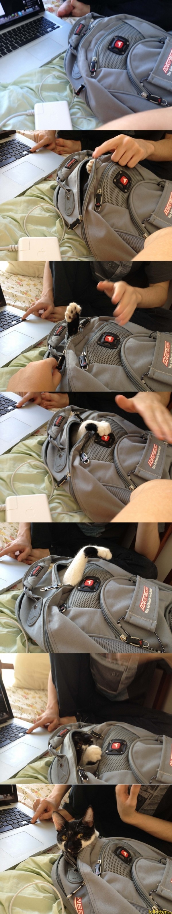 Cat rising from a bag