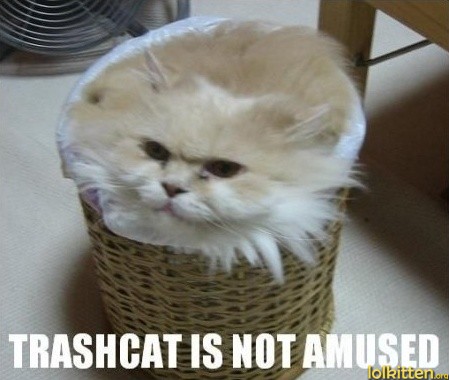 TRASHCAT IS NOT AMUSED