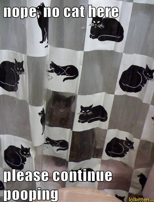 nope, no cat in here - please continue pooping