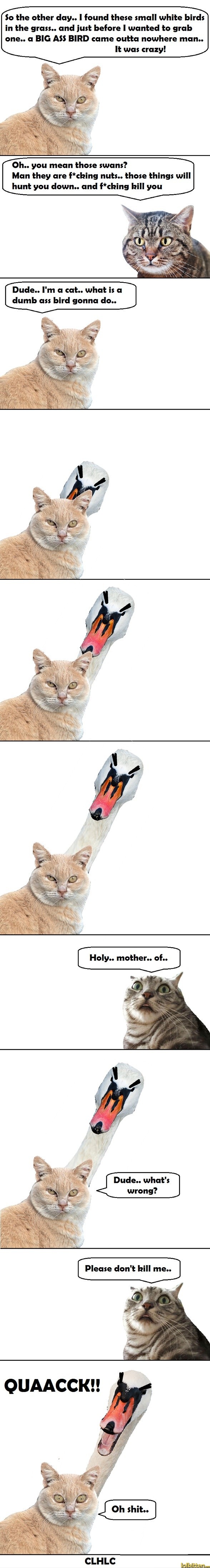 Cats talking about swans