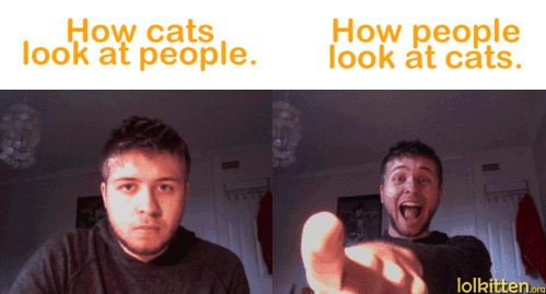 How cats look at people. How people look at cats.