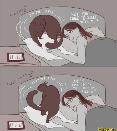 Cat on bed at night keeps moving