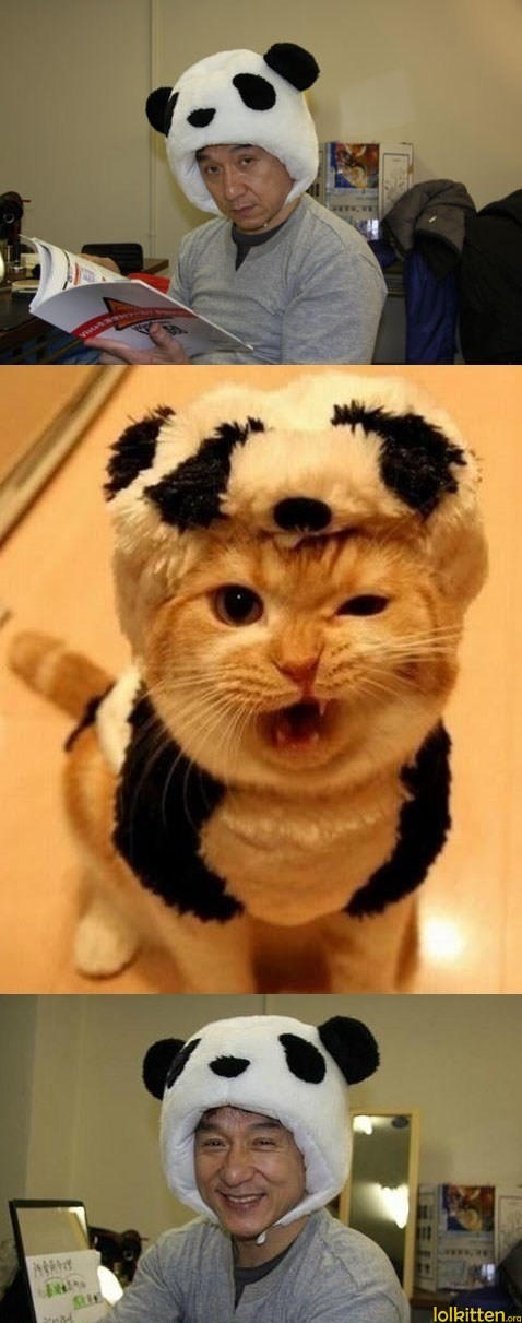 Panda Jackie and Cat