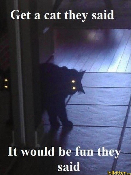 Get a cat they said - It would be fun they said