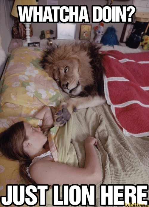 WHATCHA DOIN? JUST LION HERE