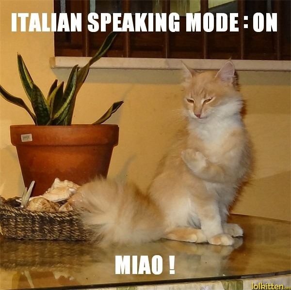 ITALIAN SPEAKING MODE: ON - MIAO!