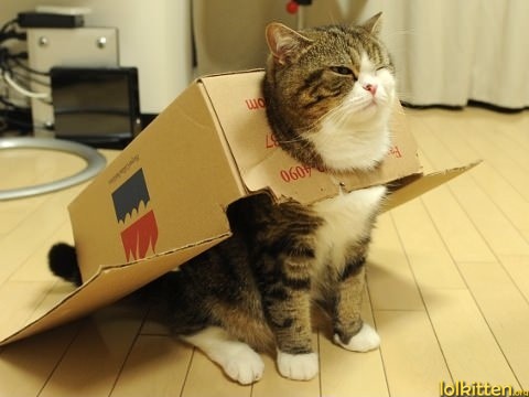 airplane cat
