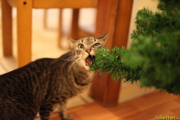 Nom tree