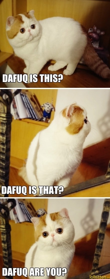 DAFUQ IS THIS? DAFUQ IS THAT? DAFUQ ARE YOU?