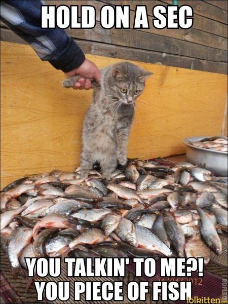 HOLD ON A SEC - YO TALKIN' TO ME?! YOU PIECE OF FISH