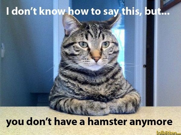 I don't know how to say this, but you don't have a hamster anymore