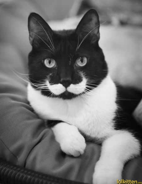 Sir Cat