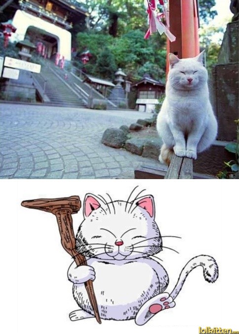 Master Cat