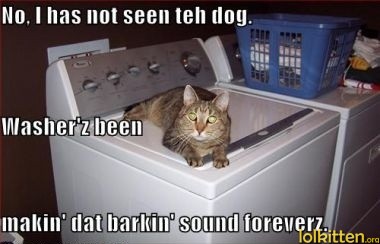 No, I has not seen teh dog. Washer'z been makin' dat barnkin' sound foreverz.