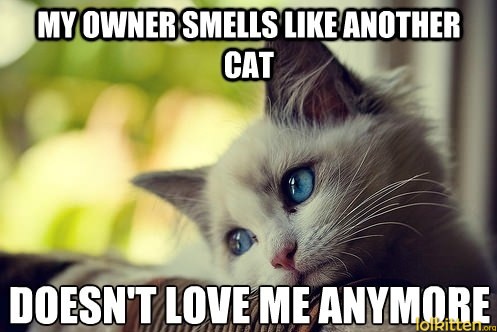 MY OWNER SMELLS LIKE ANOTHER CAT - DOESN'T LOVE ME ANYMORE