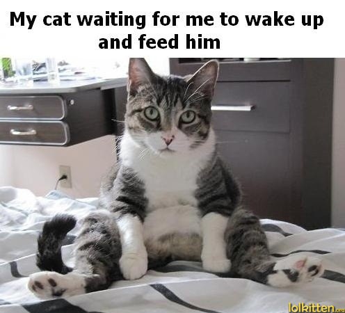 My cat waiting for me to wake up and feed him